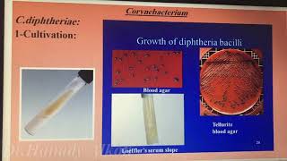 CorynebacteriumListeriaGardnerella and Lactobacillus العملي [upl. by Ethbun]