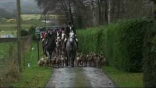 Bray Harriers  Hunting in Ireland [upl. by Jacquet]