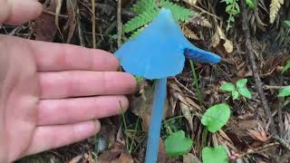 Blue Mushrooms  Cogumelos Azuis  Found in Brazil  Achado no Brasil Entoloma hochstetter [upl. by Layney]