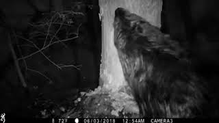 Westhampton trail cam Beaver chomps on tree [upl. by Ennahgem]