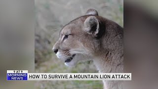 How to survive an encounter with a mountain lion [upl. by Zena]