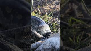 MASSIVE snake on Safari  African Rock Python  Marataba Game Reserve wildlife snake animals [upl. by Lezirg]