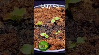 Growing a kiwi plant from seed time lapse 🎋  kiwi plants shorts [upl. by Aiuoqes486]