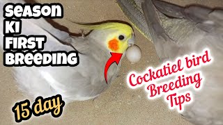 15 Day  Cockatiel bird breeding Progress  Cocktail Parrot Breeding guide [upl. by Tamqrah]