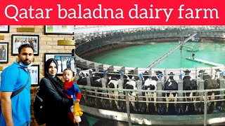 ഖത്തറിന്റെ സ്വന്തം baladnaQatar baladna dairy farm [upl. by Gnauq]