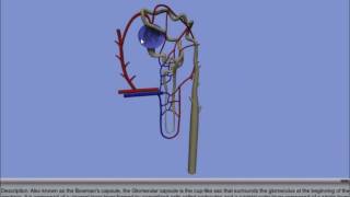 Interactive 3D Nephron [upl. by Natsirt520]