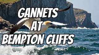 Gannets at Bempton Cliffs [upl. by Myrta]