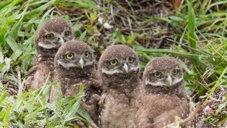 May 2013 Burrowing Owl Update [upl. by Edy]