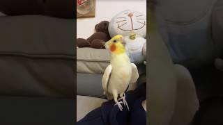 Cocktail birds best singing song new cocktail birds singing song viralvideo viralshort [upl. by Henig]