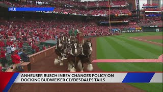 Iconic Budweiser Clydesdales will no longer have their tails shortened [upl. by Hachmin]