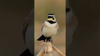 Horned lark Eremophila alpestris [upl. by Rabaj]