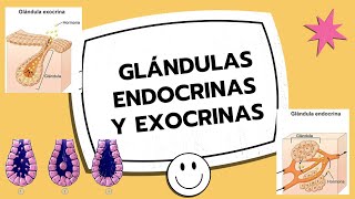 ✅GLÁNDULAS ENDOCRINAS Y EXOCRINAS 🔬 pancreas parotida submaxilar tiroides histology [upl. by Stutzman]