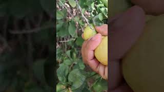 nimbu ka ped mini  lemon shorts video [upl. by Ennairej941]