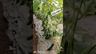 Yuksel seeds variety 232125f1 [upl. by Shreve]