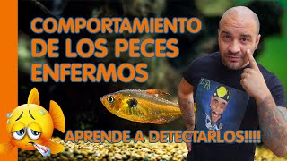 COMPORTAMIENTO DE LOS PECES 🐠 ENFERMOS 🤒 [upl. by Ardnosak]