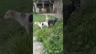 Amazing two dogs Breeding mating  YouTube video  youtube viral [upl. by Gibbons12]