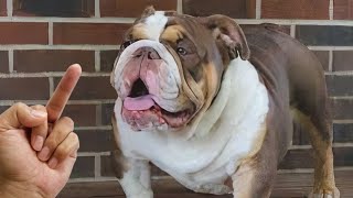 Are Dog Really Hates Being Flipped Off  Funny Dog Reactions  Cool Pets [upl. by Lonna362]