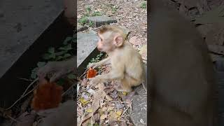 Abandoned pigtail monkey naturalwildlife monkey babymonkey [upl. by Suoivatnod]