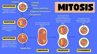 Mitosis and its stages  Mitotic Cell division phases [upl. by Rubie]