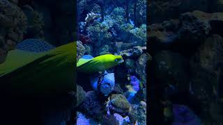 nature oceanarium aqarium morayeel relax relaxing [upl. by Babette]