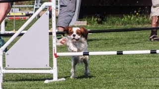 Cavalier King Charles Spaniel Momo  agility 2013 [upl. by Adnocahs]