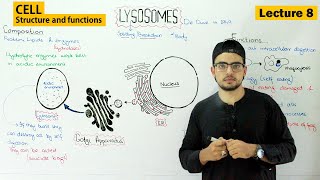 lysosomes structure and function  Video 8 [upl. by Garrott]