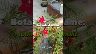 Star glory vine amp flower  Ipomoea quamoclit  star glory flower how to grow amp care cypress vine [upl. by Isahella803]