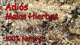 El Mejor Herbicida Natural  VINAGRE Concentrado para Eliminar las Hierbas No Deseadas [upl. by O'Dell]