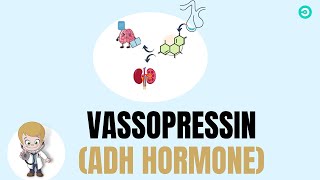 Vassopressin ADH hormone  secretion physiology and fuctions [upl. by Vivie]