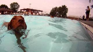 Vizsla Dog Swim with GoPro Hero Camera under water [upl. by River]