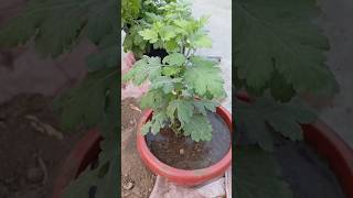 guldaudi flower plant in care 🌼🌼  how to grow guldaudi plant  shorts yt ytviralvideo guldaudi [upl. by Upshaw424]