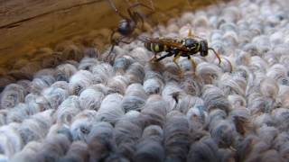 Wasp vs spider Death Match [upl. by Krischer]