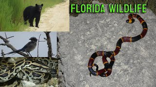 Big Eastern Coral Snake Florida Bears Rare Bird amp More [upl. by Ativahs]