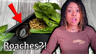 Best Feeders  Dubia Roach Care Guide [upl. by Neelram640]