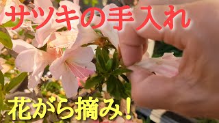 サツキの手入れ花がら摘み！（初心者の方向け） [upl. by Evilo]