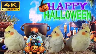 Cockatiel singing  relaxing sounds  🎃 HALLOWEEN SPECIAL 🎃 [upl. by Aicena]