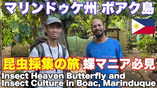 マリンドゥケ州 ボアク島 昆虫採集の旅。蝶マニア必見！フィリピン 旅行 Insect Heaven Butterfly and Insect Culture in Boac Marinduque [upl. by Aiekahs892]