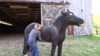 Neck Up mounting on a draft horse [upl. by Braeunig]