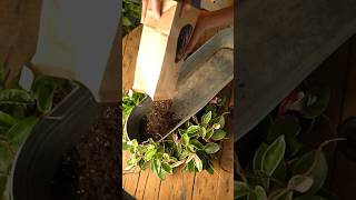 Receta de Sustrato para Plantas Hoya [upl. by Ebneter226]