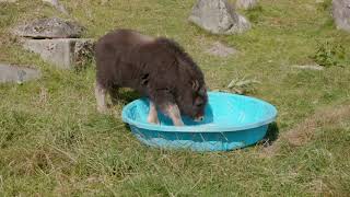 Muskox calf Trebek beats the heat [upl. by Dlanor730]