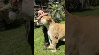 THE BIG GUY Guinness book of world records worlds largest cat Odin the Liger come meet him [upl. by Anivram894]