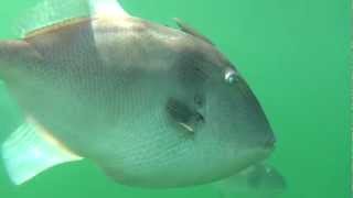 Triggerfish in Nova Scotia [upl. by Aubine969]