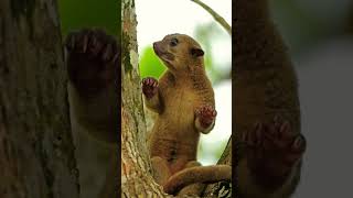 KINKAJOU kinkajou wildworld [upl. by Lewendal]