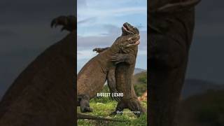 Fantastic Facts About Comodo Dragon komododragon shorts facts [upl. by Elissa]