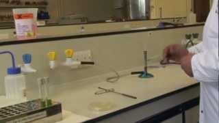 Microbiology Preparing an Inoculum [upl. by Zollie]