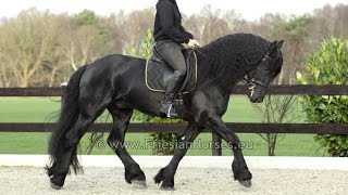 Friesian dressage horse Floris [upl. by Jurdi]