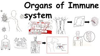 Organs of Immune system [upl. by Eilra112]