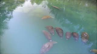 Manatees floating in a row at Homosassa [upl. by Anastos]