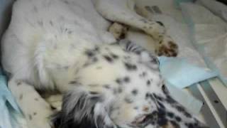 Alfie English Setter with dyspnoea due to lungworm infection [upl. by Nyrhtakyram]