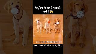 ये दुनिया के सबसे शरारती कुत्ते हैं 😱  short dog movie recap [upl. by Yasmeen272]